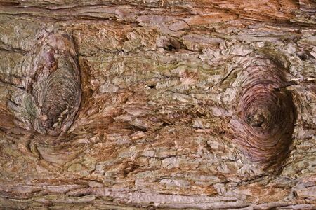 full frame abstract redwood bark detail