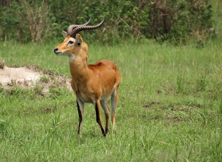 a Uganda Kob in the savannah in Uganda (Africa)の写真素材