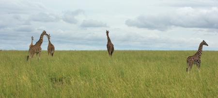 wide african grassland scenery with some Rothschild Giraffes in Uganda (Africa)の写真素材
