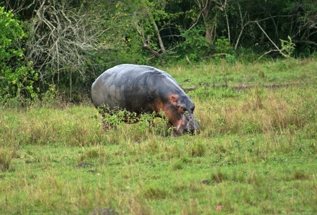 a Hippo grazing in Uganda (Africa)の写真素材
