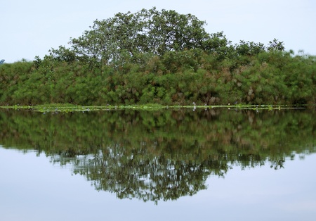 waterside vegetation scenery around the Lake Victoria near Entebbe in Uganda (Africa)