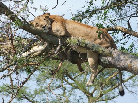 a Lion resting on a tree in Uganda (Africa)の写真素材