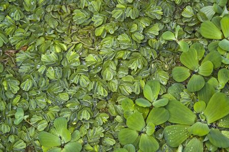 high angle natural full frame background showing lots of exotic leaves