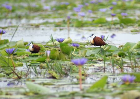 two birds named "African Jacana" on overgrown water surface with blue flowers in Uganda (Africa)の写真素材