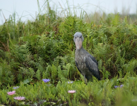 waterside scenery including a bird named "Shoebill" in Uganda (Africa)の写真素材