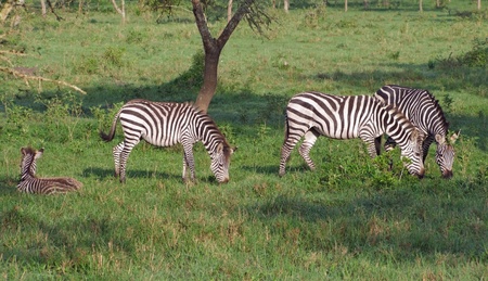 some Zebras in Uganda (Africa)の写真素材