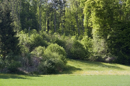 idyllic sunny spring scenery near a forest in Hohenlohe (Southern Germany)