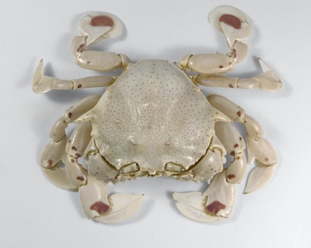 high angle shot of a moon crab in light grey backの写真素材