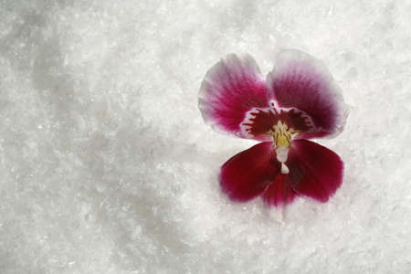orchid flower in artificial snowの写真素材