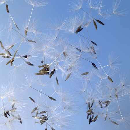 flying dandelion seeds in blue backの写真素材