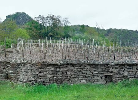 a vineyard in the Vulkan Eifel, wich is a region in the Eifel Mountains in Germanyの写真素材