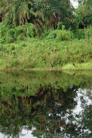 waterside vegetation in the Kabwoya Wildlife Reserve in Uganda (Africa)