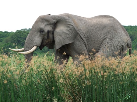 sideways shot of a elephant in Uganda (Africa) while walking through high grass