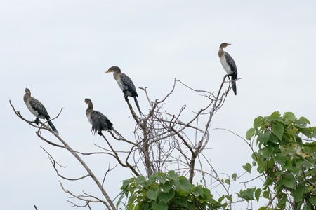 birds named "Cormorant" in Uganda (Africa) sitting on a treetop in front of clouded skyの写真素材