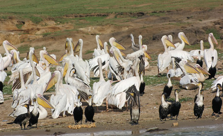 waterside scenery showing lots of various birds in the Queen Elizabeth National Park in Uganda (Africa) in sunny ambianceのeditorial素材