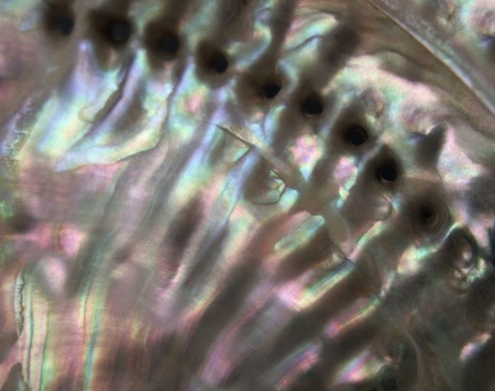 full frame abstract background showing the multicolored nacre sideof a Abalone seashell