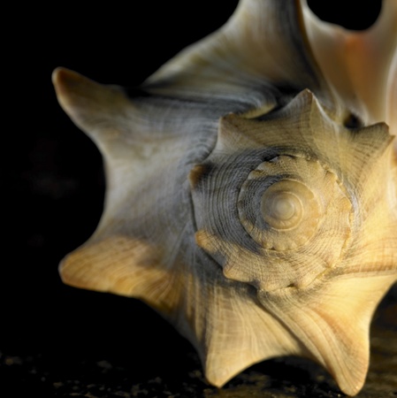 frontal closeup of a yellow illuminated seashell in black back