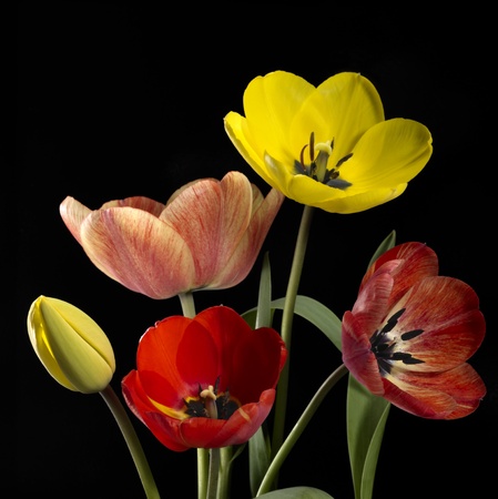 Studio photography of some colorful tulip flowers in black backの写真素材