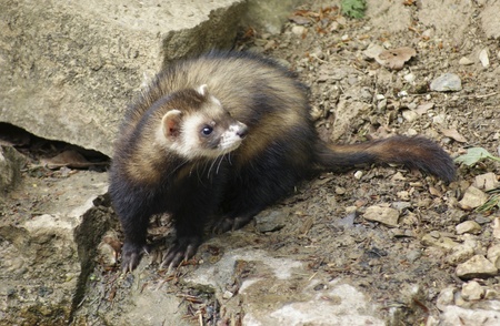 high angle shot showing a ferret on stony ground