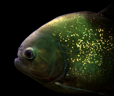 detail of a Piranha in black back