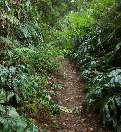 footpath through dense vegetation at Sao Miguel Islandの写真素材