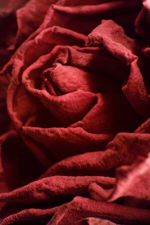abstract background showing a detail of a dried red roseの写真素材