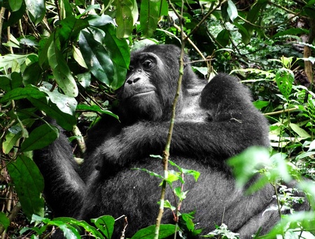 a Mountain Gorilla in the cloud forest of Uganda (Africa)の写真素材