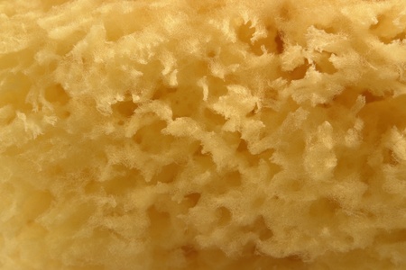 natural background showing a full frame abstract filament back (sponge detail)