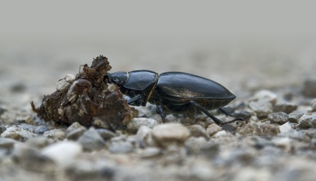 low angle shot of a female stag beetle on stony ground