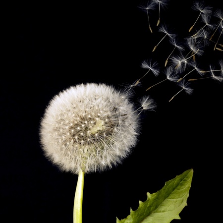 blowball and flying seeds in black backの写真素材