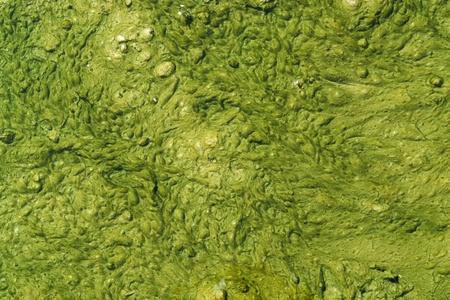 natural background of a abstract organic slimy substance with algae and small bubblesの写真素材