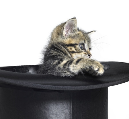 Studio photography of a kitten playing in a black top hat in white backの写真素材