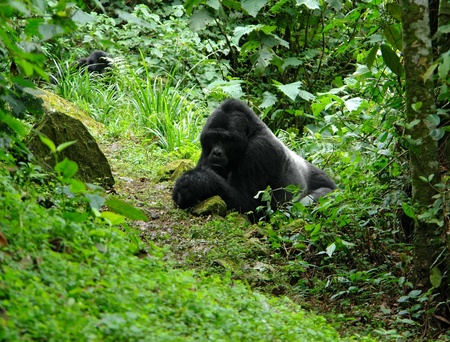 Mountain Gorillas in the cloud forest of Uganda (Africa)