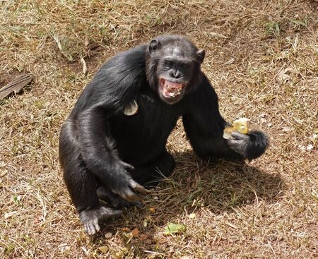 sunny outdoor shot in Uganda (Africa) showing a chimpanzee sitting on brown grassy ground while eating with bare teethの写真素材