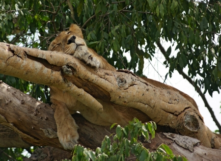 a Lion resting in a tree in Uganda (Africa)の写真素材
