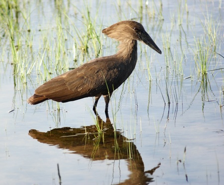 a bird named "Hamerkop" in Uganda (Africa) while wading watersideの写真素材