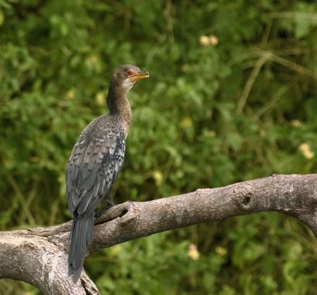 a bird named Cormorant in Uganda (Africa) sitting on a bough in front of blurry green vegetation