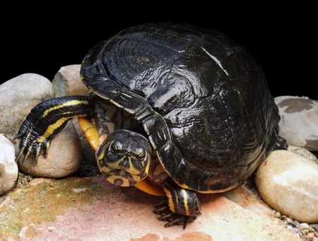 sideways portrait of a freshwater turtle in stony ambianceの写真素材