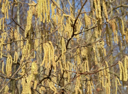 Hazel catkins at a sunny day in early spring time