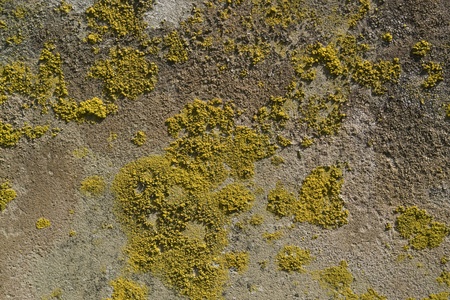 full frame natural abstract background with some lichen on stone surface