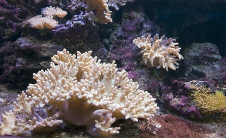 underwater scenery with corals in stony ambianceの写真素材
