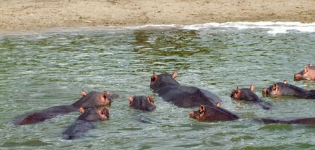 waterside scenery showing some hippos near a sandbank in Uganda (Africa)の写真素材