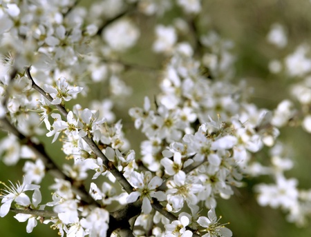 white apple blossoms in spring
