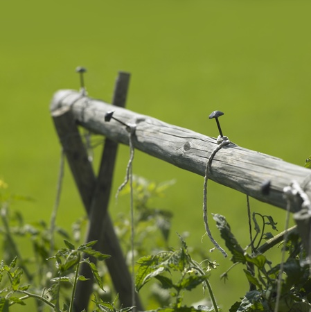 gardening detail showing some tomato plants climbing up a framework in green blurry back with copyspaceの写真素材