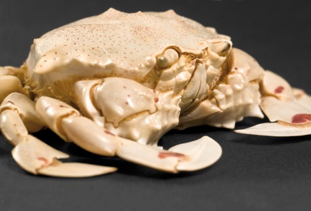 detail of a moon crab in dark backgroundの写真素材