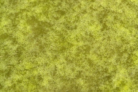 full frame abstract organic slimy substance with algae and bubbles