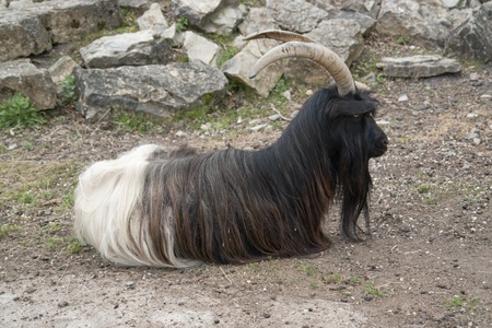 sideways shot of a Valais Blackneck goat while resting on the ground in natural ambianceの写真素材