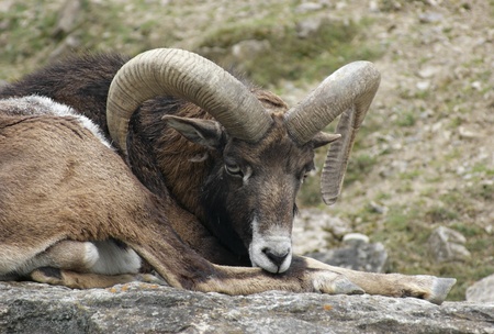 detail shot of a mouflon while resting in stony ambianceの写真素材