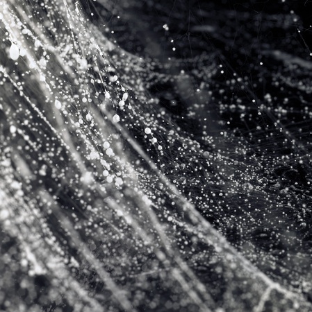 abstract studio photography of sticky and dusty cobwebs in dark backの写真素材