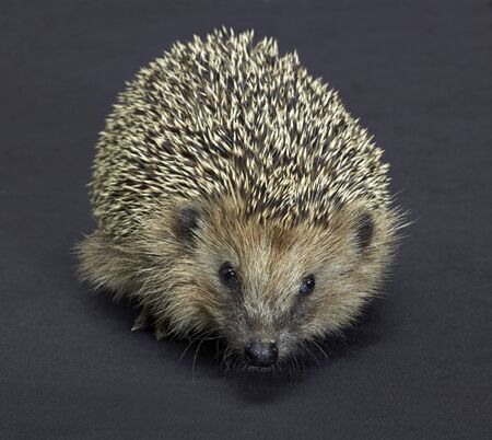 frontal shot of a hedgehog. Studio photography in dark backの写真素材